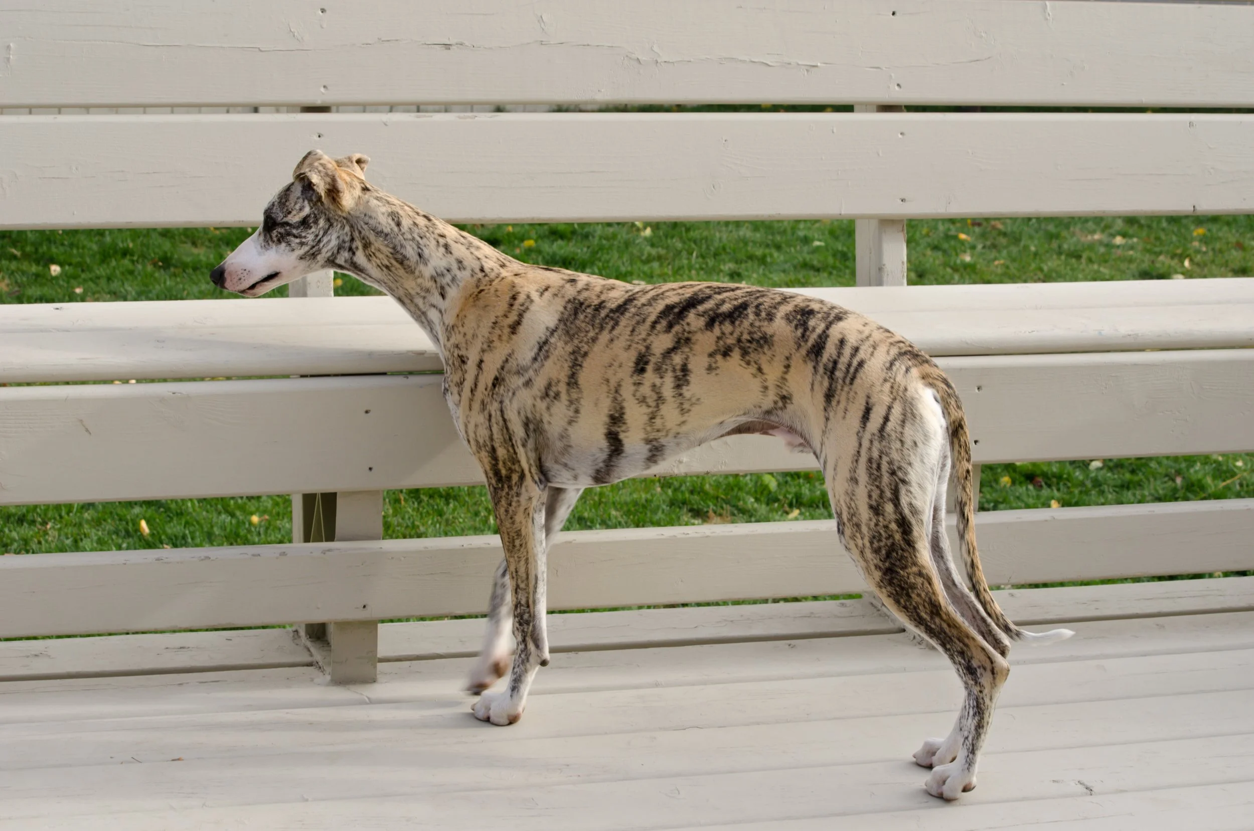 National Whippet Club of Canada News — National Whippet Club of Canada